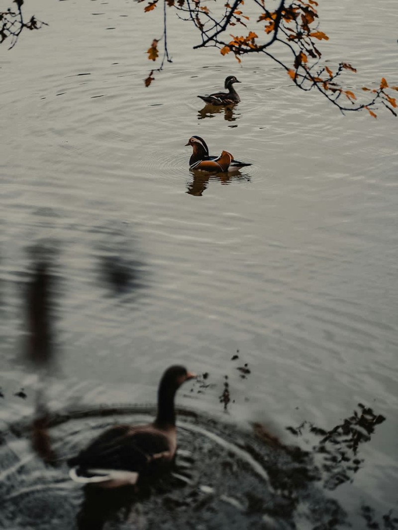 Enten am Leopoldskroner Weiher © Patrick Langwallner, Unsplash