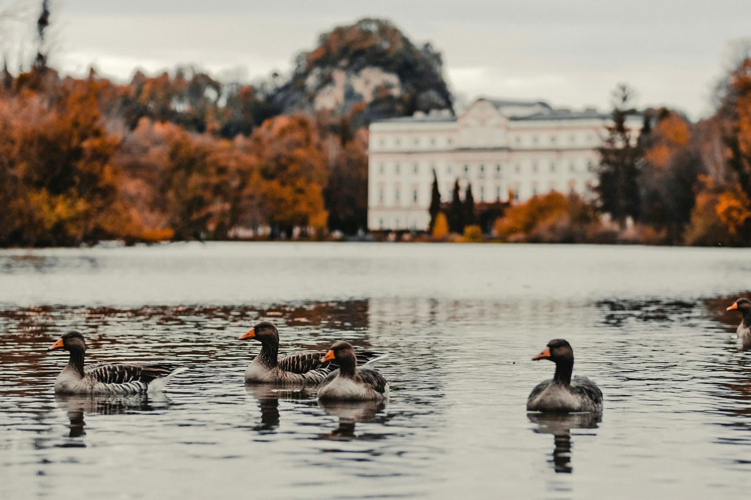 Leopoldskroner Weiher © Patrick Langwallner, Unsplash